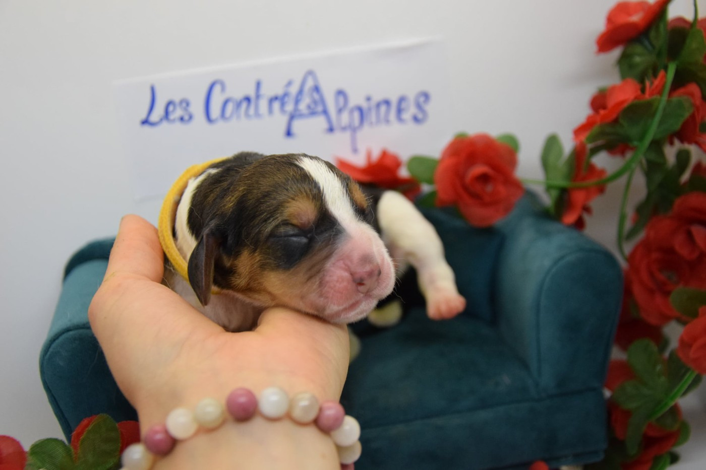 Des Contrées Alpines - Chiots disponibles - Basset Hound
