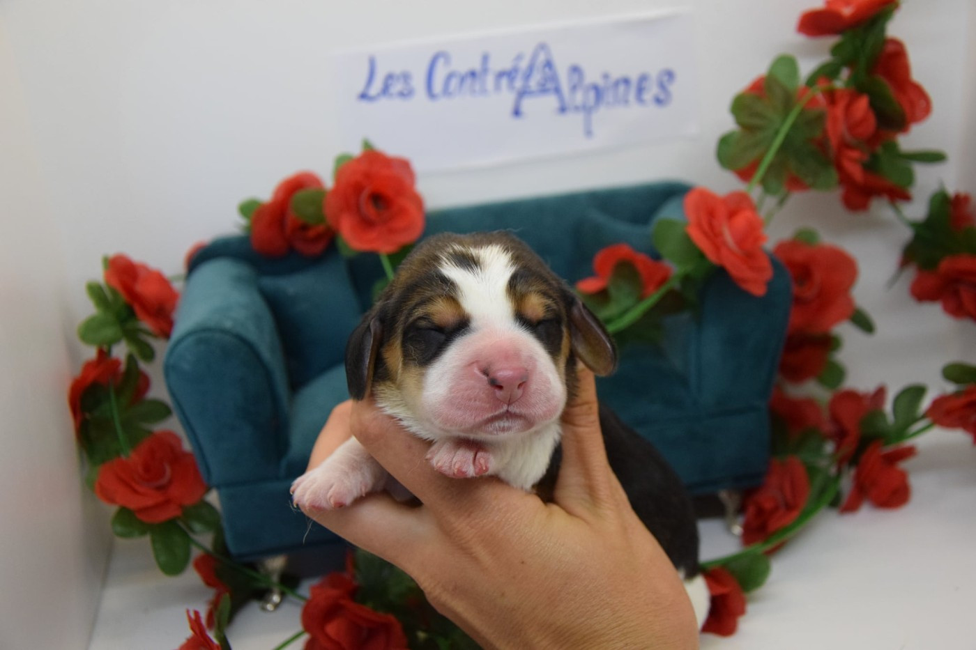 Des Contrées Alpines - Chiots disponibles - Basset Hound