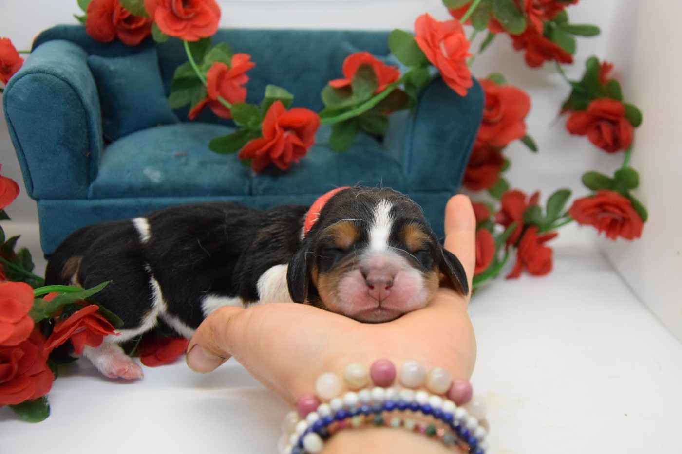 Des Contrées Alpines - Chiots disponibles - Basset Hound