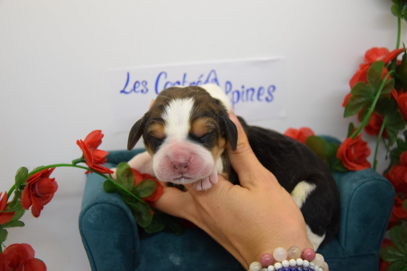 Des Contrées Alpines - Chiots disponibles - Basset Hound