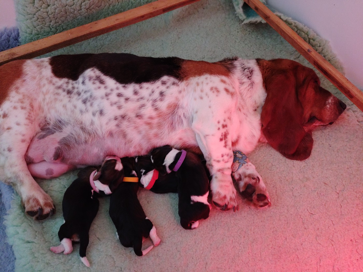Chiot Basset Hound Des Contrées Alpines