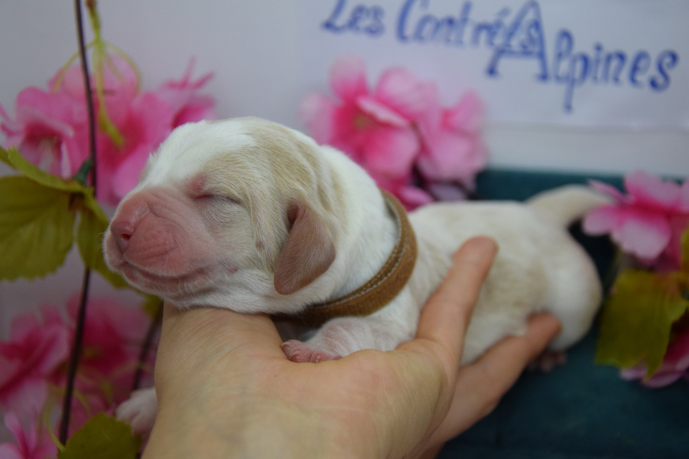 Des Contrées Alpines - Chiots disponibles - Basset Hound