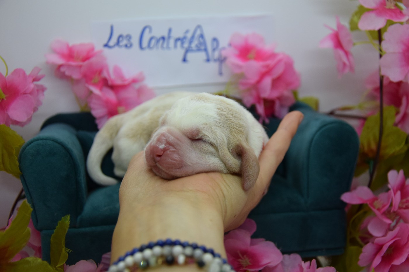 Des Contrées Alpines - Chiots disponibles - Basset Hound