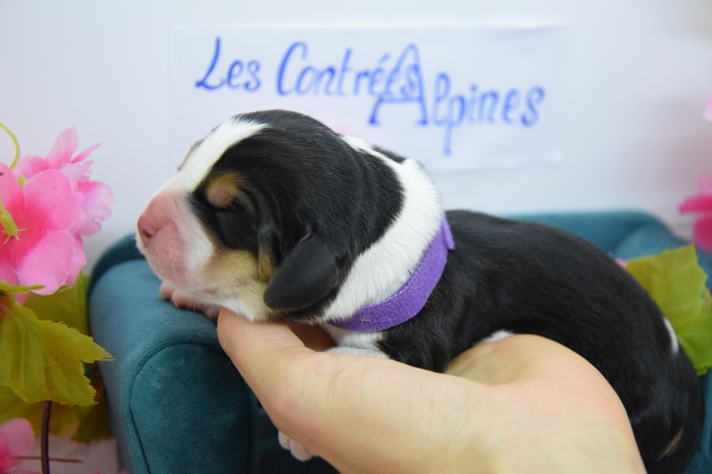 Des Contrées Alpines - Chiots disponibles - Basset Hound