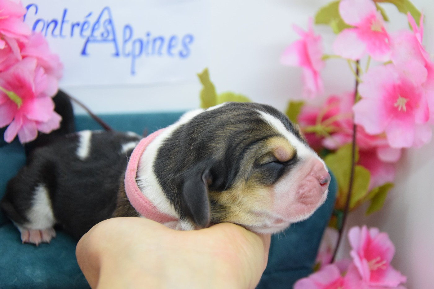 Des Contrées Alpines - Chiots disponibles - Basset Hound