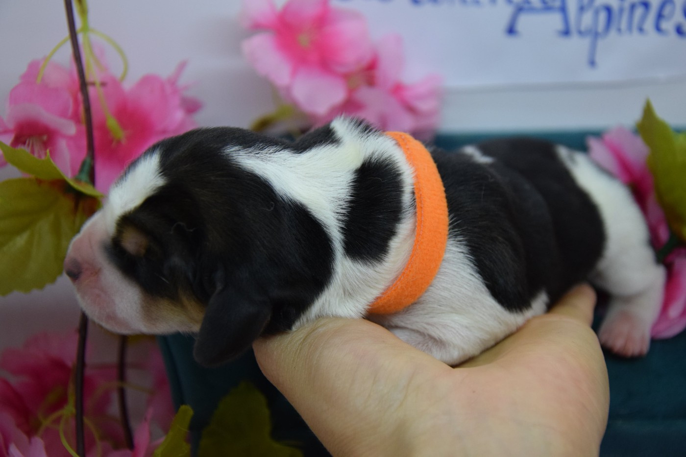 Des Contrées Alpines - Chiots disponibles - Basset Hound