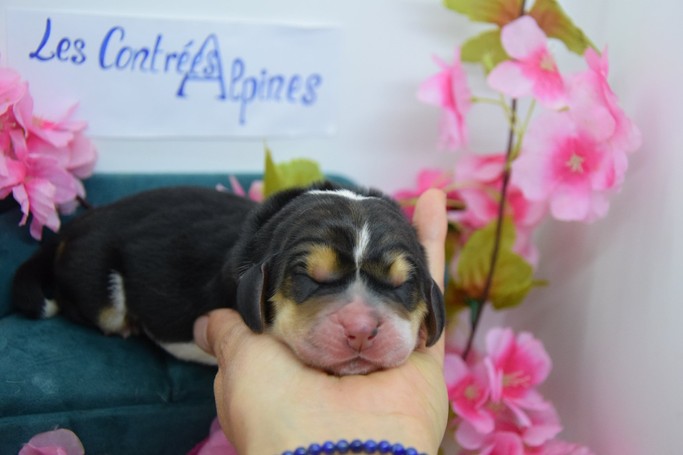 Des Contrées Alpines - Chiots disponibles - Basset Hound