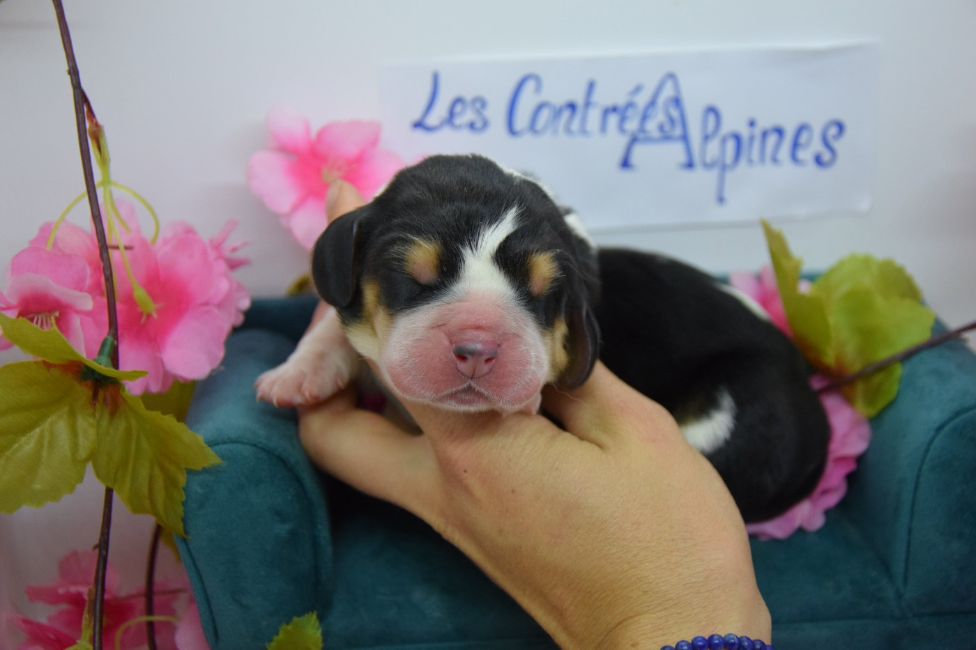 Des Contrées Alpines - Chiots disponibles - Basset Hound