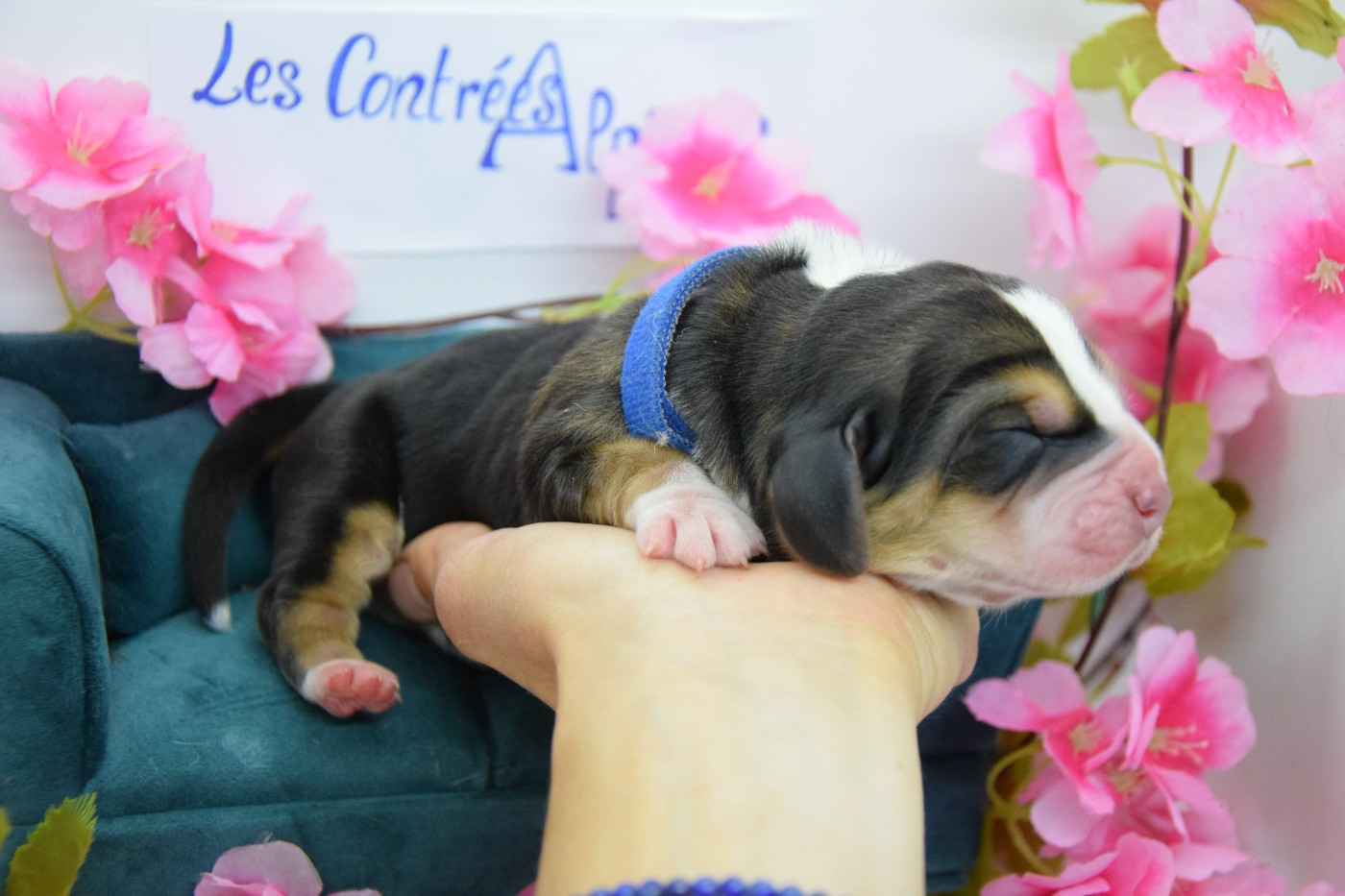 Des Contrées Alpines - Chiots disponibles - Basset Hound