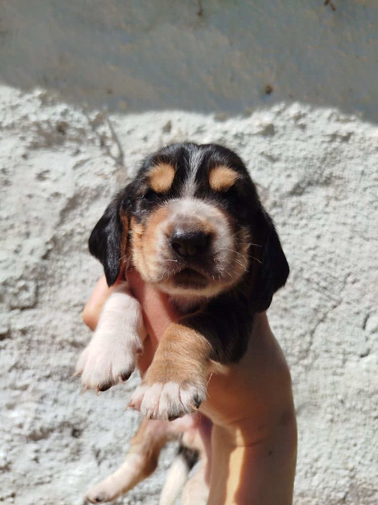 Des Contrées Alpines - Chiots disponibles - Basset Hound