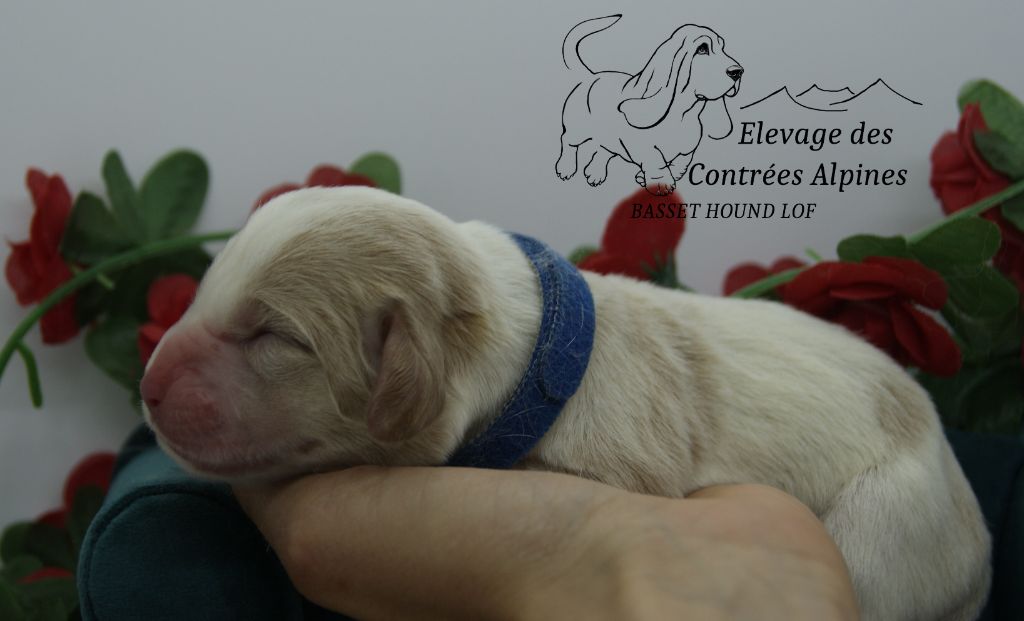 Des Contrées Alpines - Chiots disponibles - Basset Hound