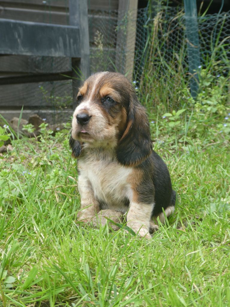 Des Contrées Alpines - Chiots disponibles - Basset Hound