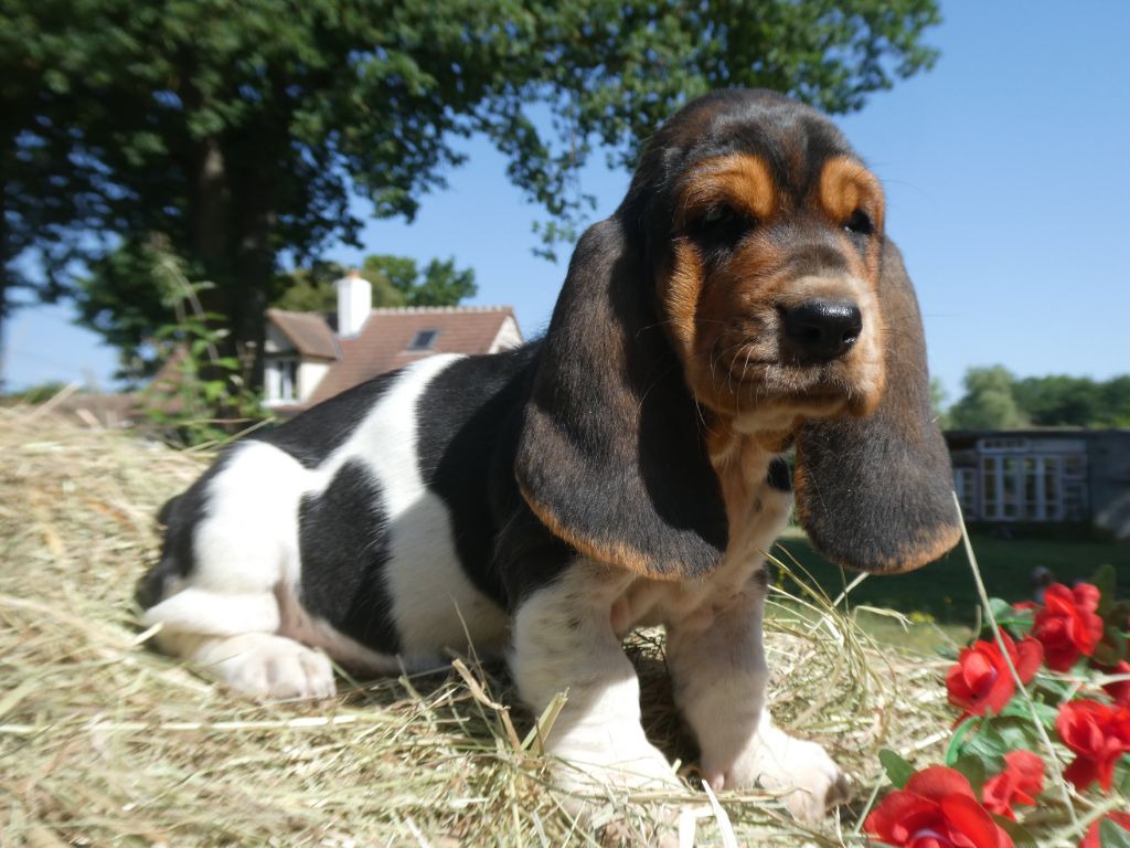Des Contrées Alpines - Chiots disponibles - Basset Hound