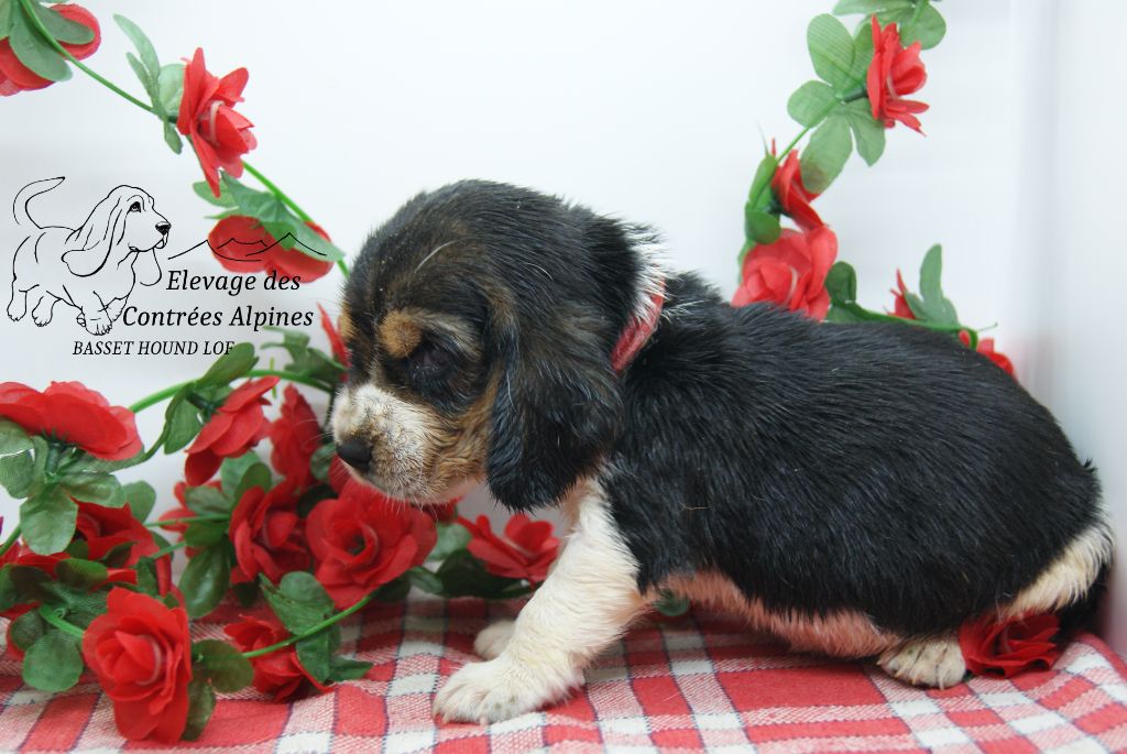 Des Contrées Alpines - Chiots disponibles - Basset Hound