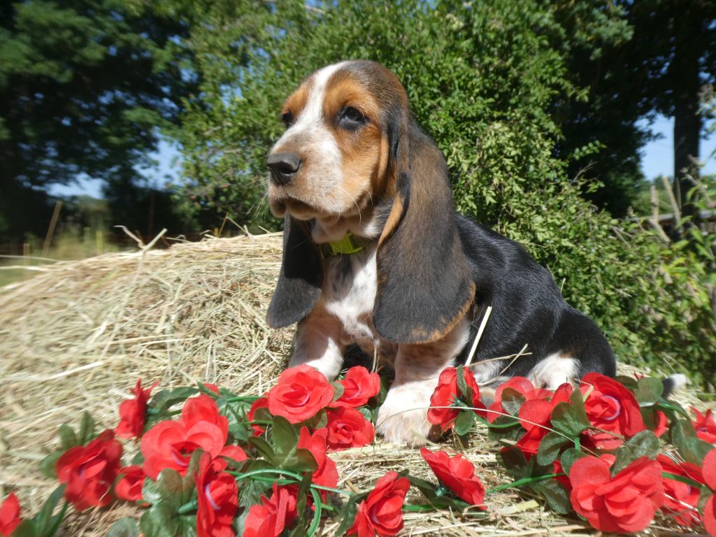 Des Contrées Alpines - Chiots disponibles - Basset Hound