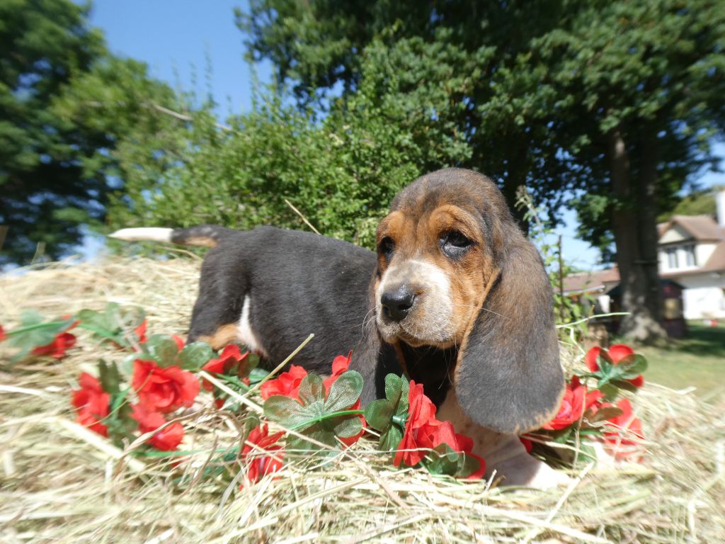 Des Contrées Alpines - Chiots disponibles - Basset Hound