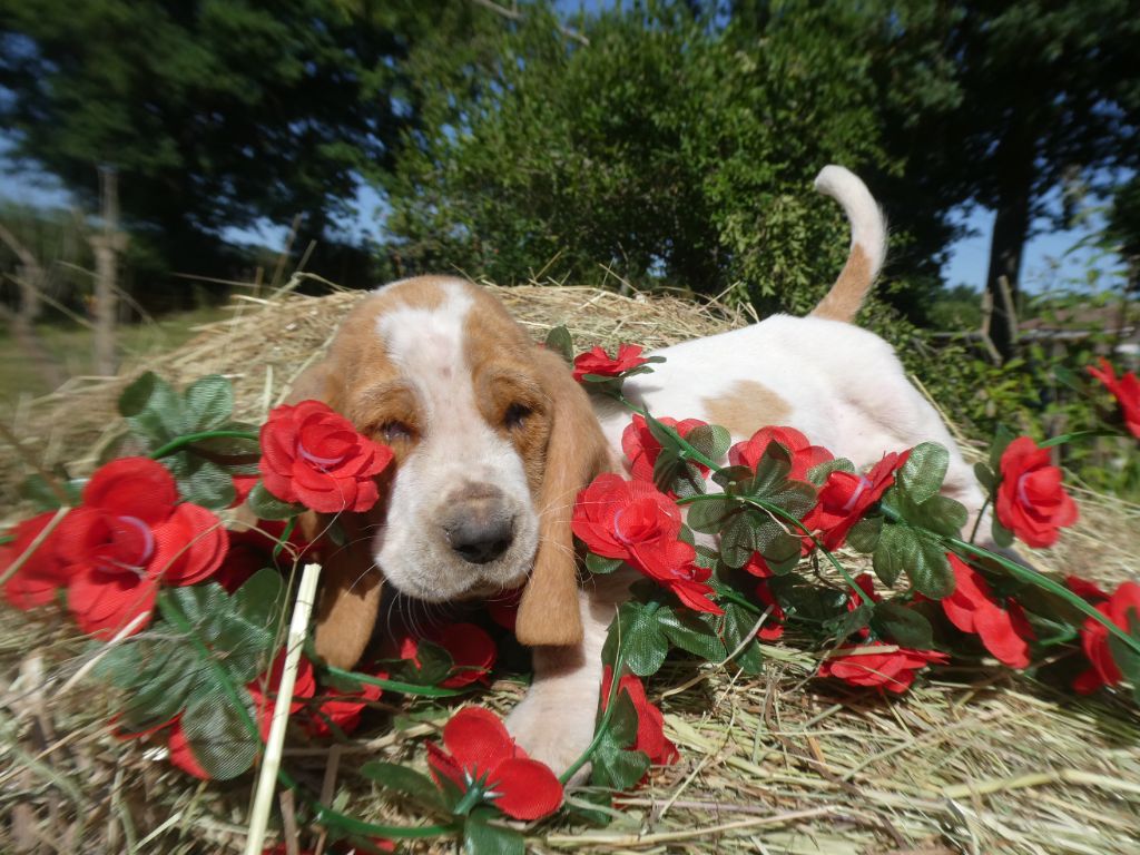 Des Contrées Alpines - Chiots disponibles - Basset Hound