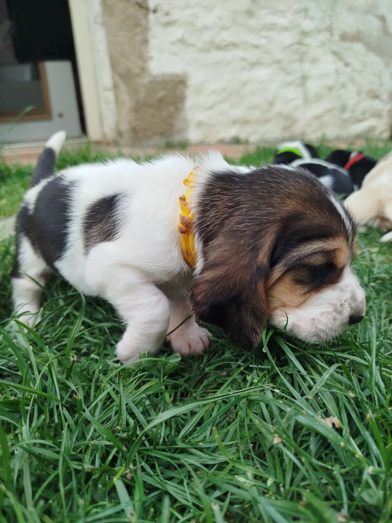 Des Contrées Alpines - Chiots disponibles - Basset Hound