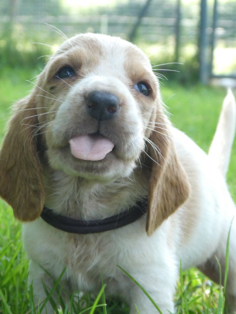 Des Contrées Alpines - Chiots disponibles - Basset Hound