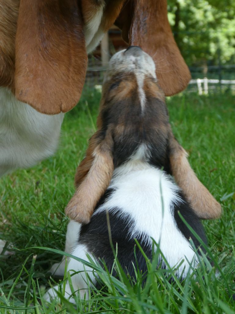 Des Contrées Alpines - Chiots disponibles - Basset Hound