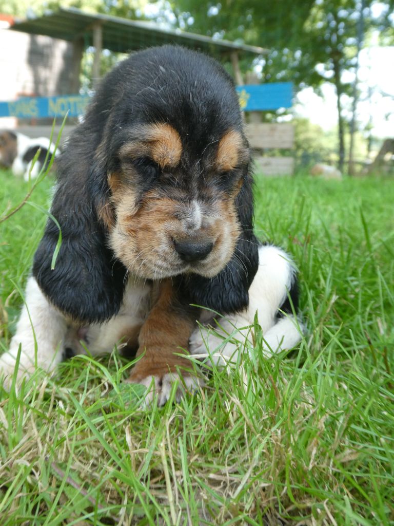 Des Contrées Alpines - Chiots disponibles - Basset Hound