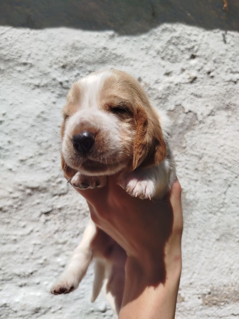 Des Contrées Alpines - Chiots disponibles - Basset Hound