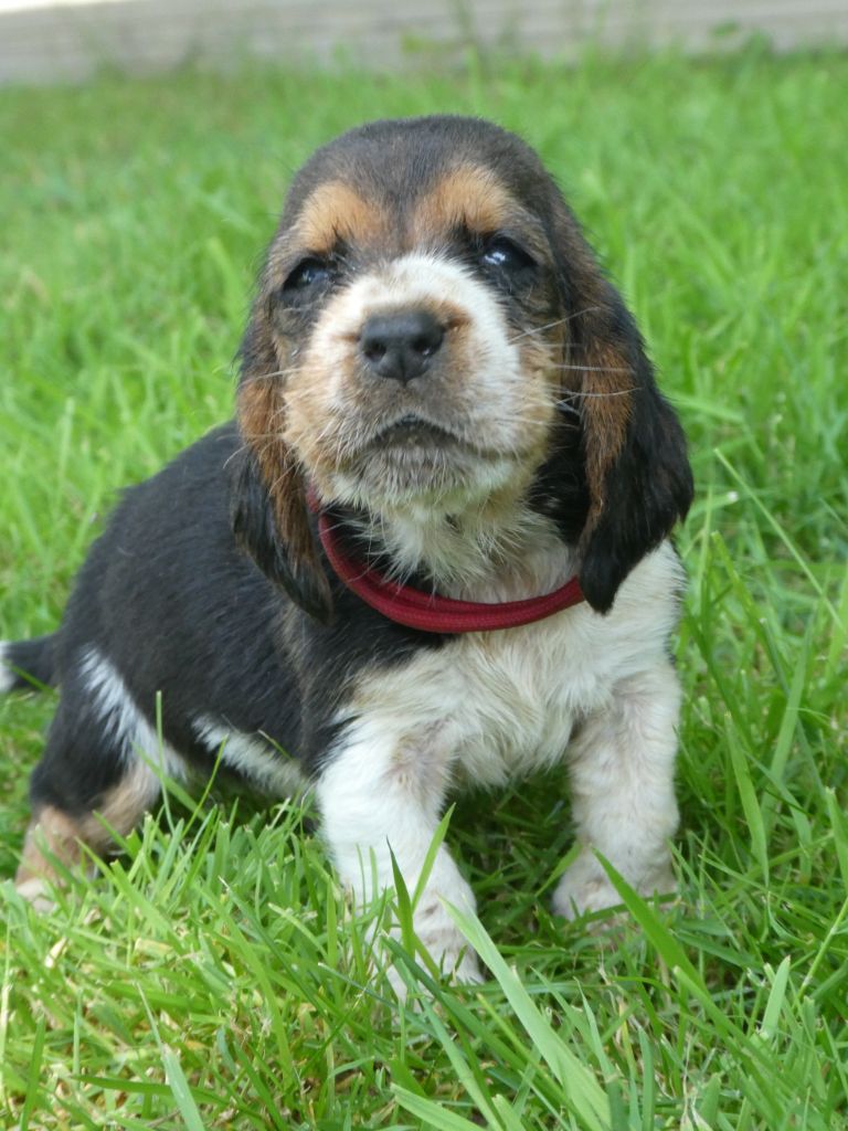 Des Contrées Alpines - Chiots disponibles - Basset Hound
