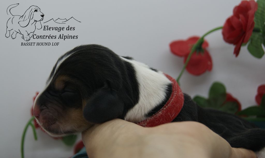 Des Contrées Alpines - Chiots disponibles - Basset Hound