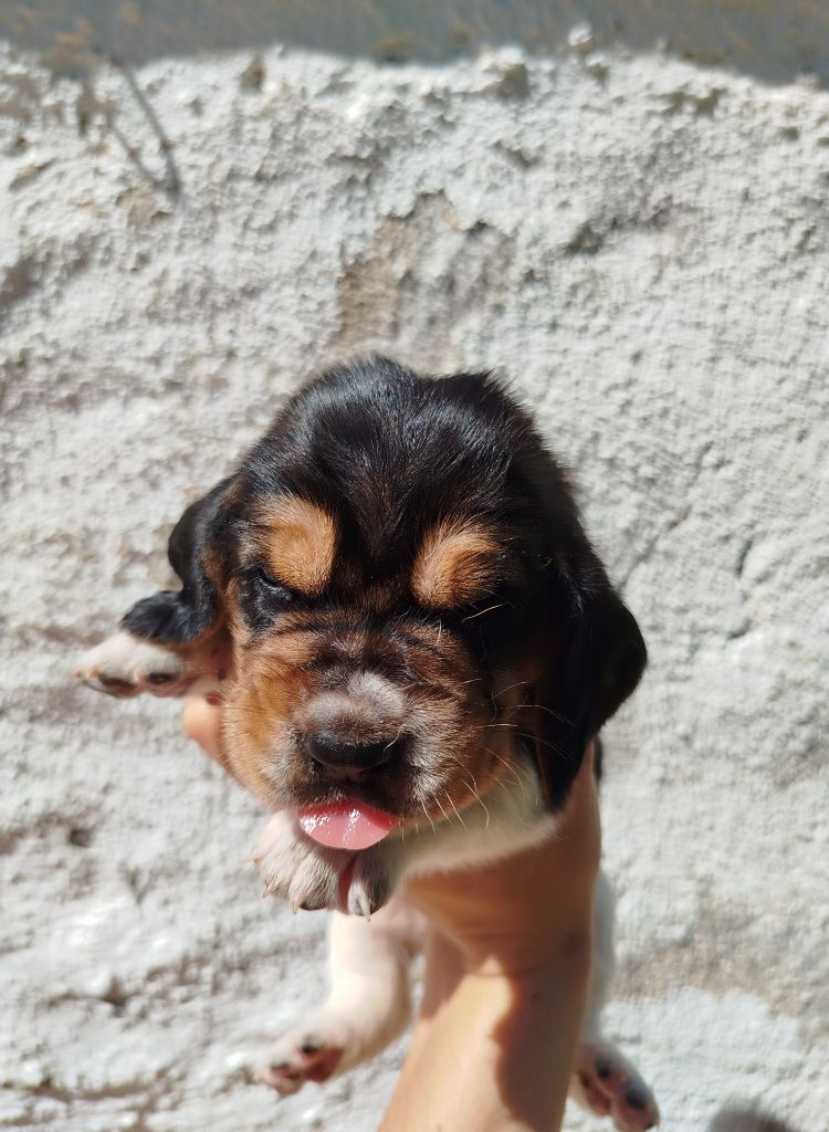 Des Contrées Alpines - Chiots disponibles - Basset Hound