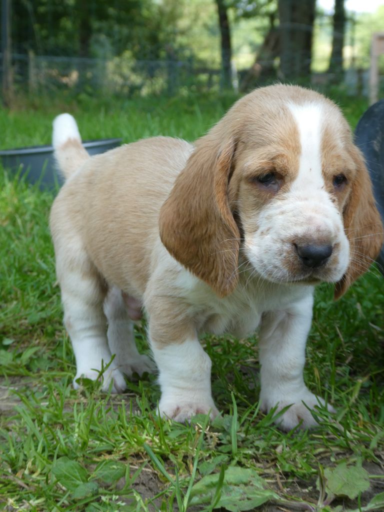Des Contrées Alpines - Chiots disponibles - Basset Hound