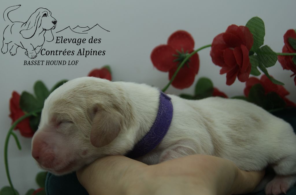 Des Contrées Alpines - Chiots disponibles - Basset Hound