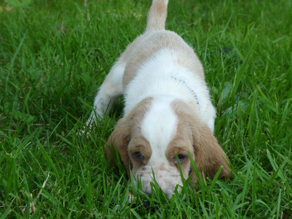 Des Contrées Alpines - Chiots disponibles - Basset Hound