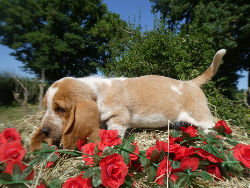 Des Contrées Alpines - Chiots disponibles - Basset Hound