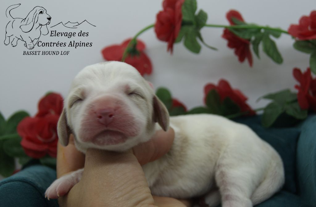 Des Contrées Alpines - Chiots disponibles - Basset Hound