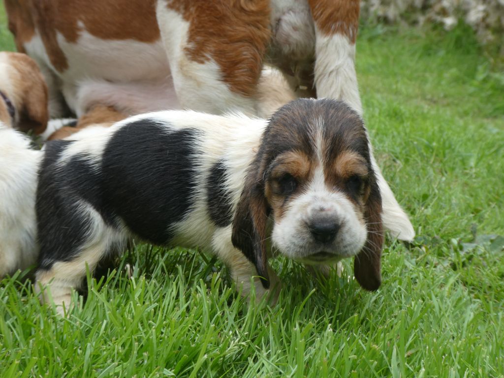 Des Contrées Alpines - Chiots disponibles - Basset Hound