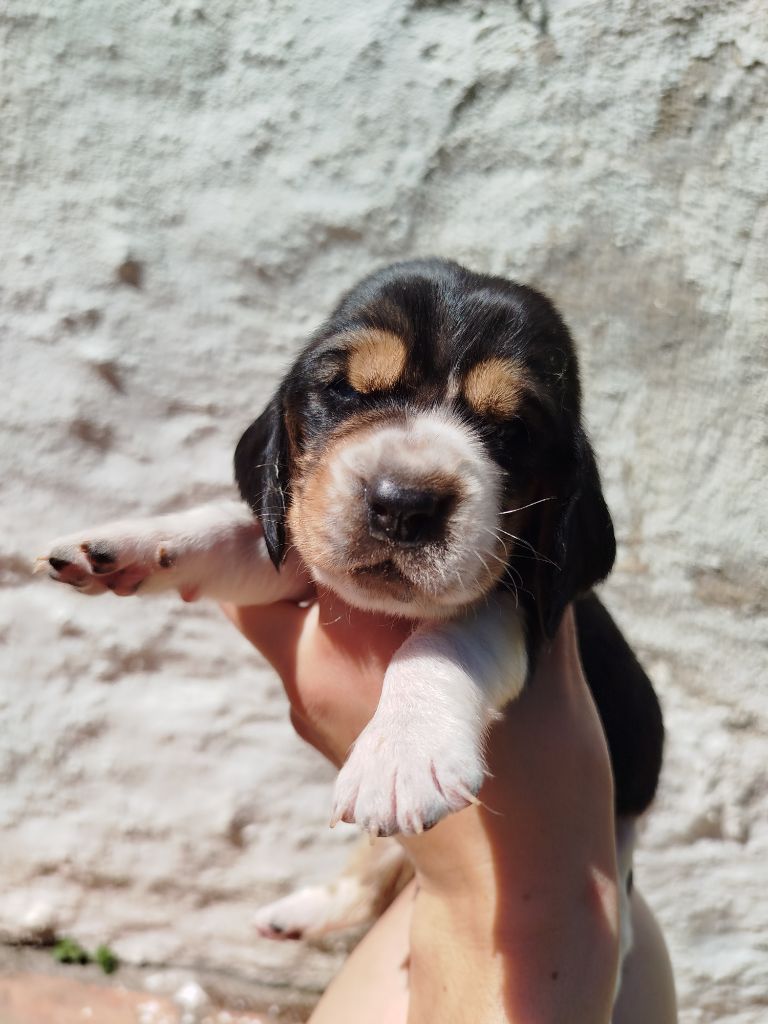 Des Contrées Alpines - Chiots disponibles - Basset Hound