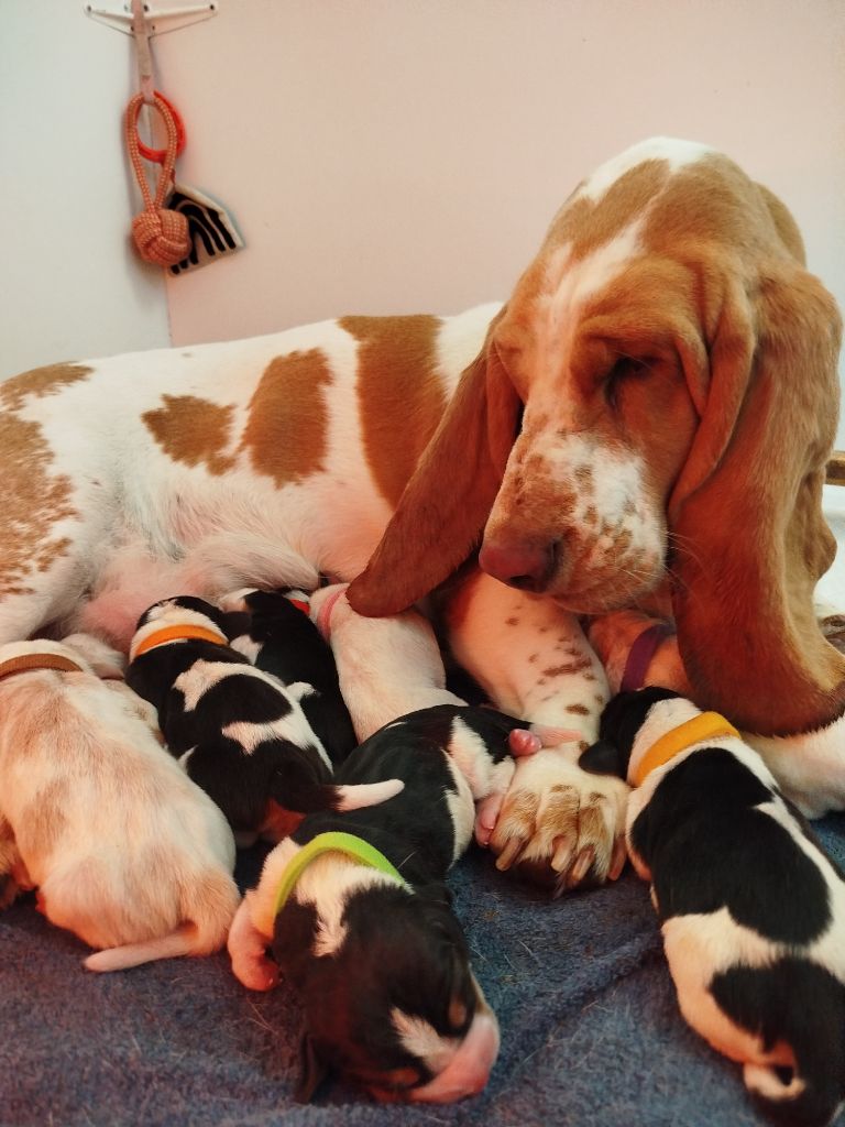 Des Contrées Alpines - Basset Hound - Portée née le 13/09/2025