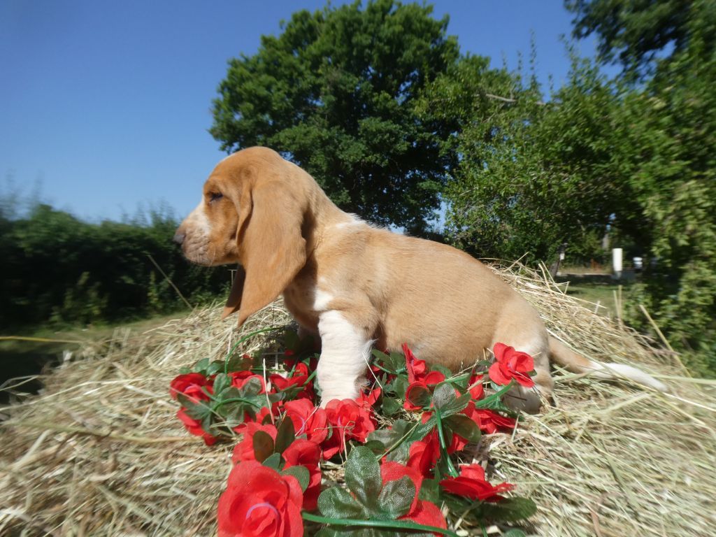 Des Contrées Alpines - Chiots disponibles - Basset Hound