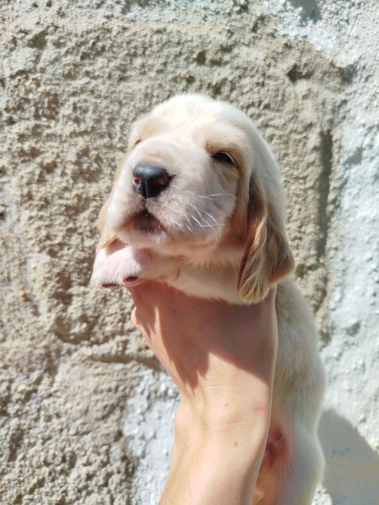 Des Contrées Alpines - Chiots disponibles - Basset Hound