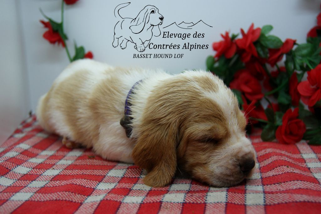 Des Contrées Alpines - Chiots disponibles - Basset Hound