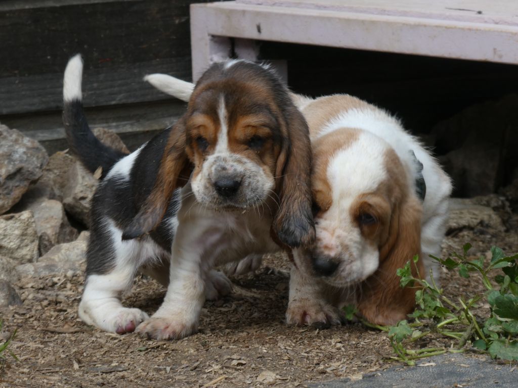 Des Contrées Alpines - Basset Hound - Portée née le 12/05/2025