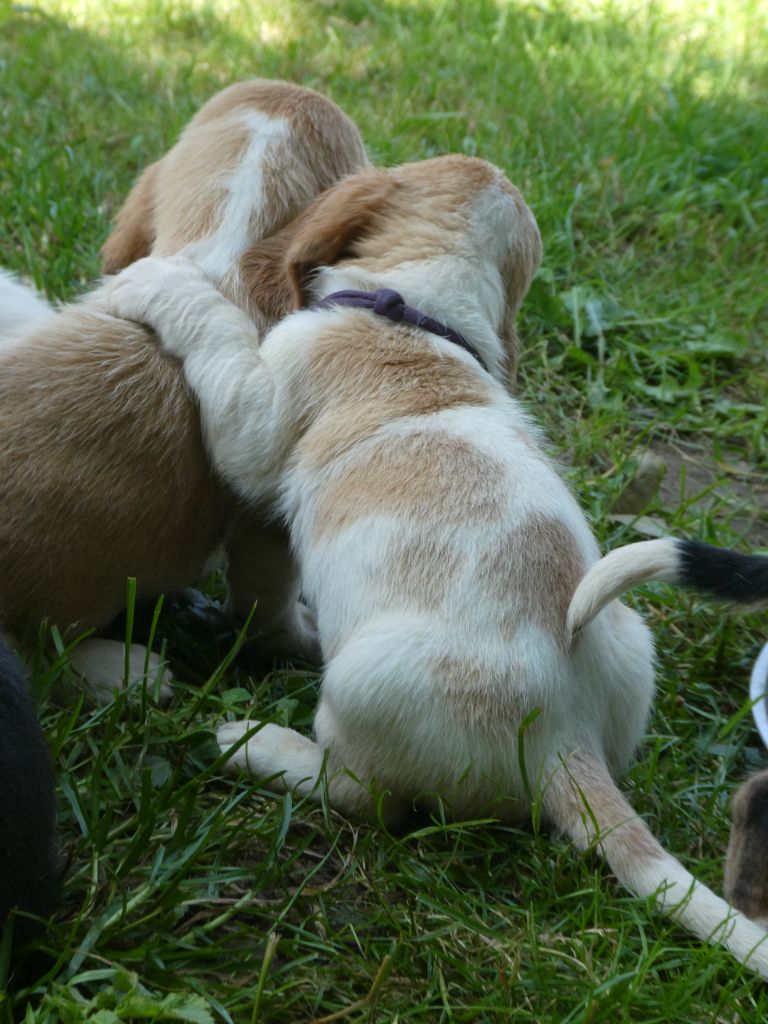 Des Contrées Alpines - Chiots disponibles - Basset Hound