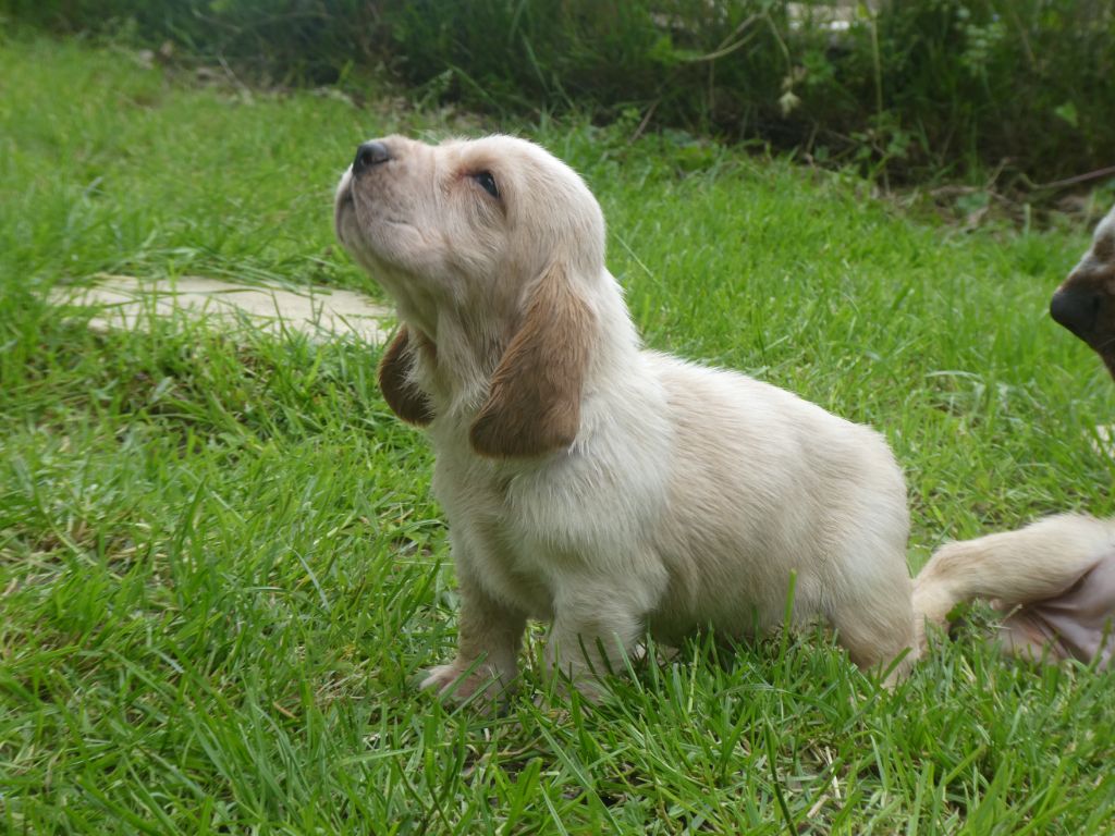 Des Contrées Alpines - Chiots disponibles - Basset Hound