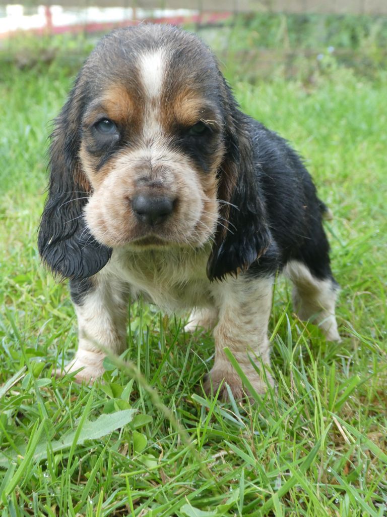 Des Contrées Alpines - Chiots disponibles - Basset Hound