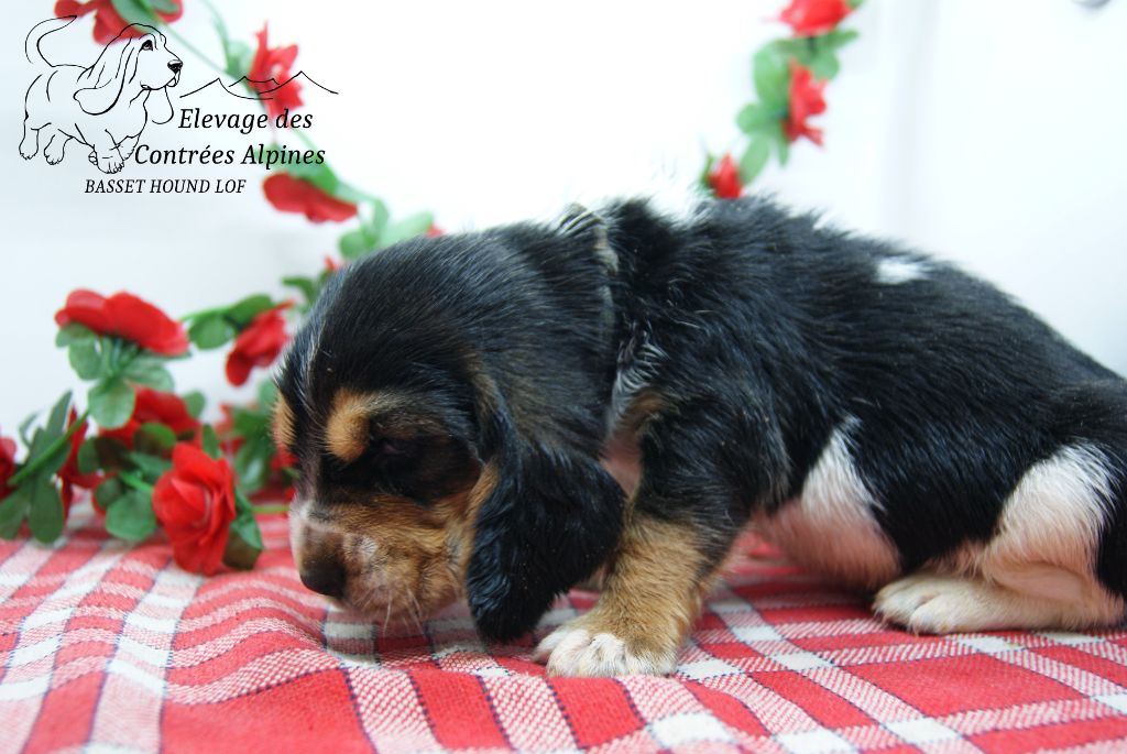 Des Contrées Alpines - Chiots disponibles - Basset Hound