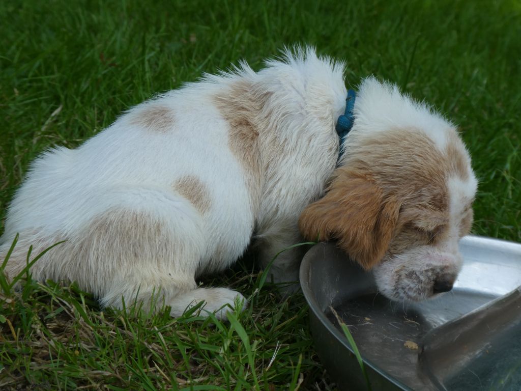 Des Contrées Alpines - Chiots disponibles - Basset Hound
