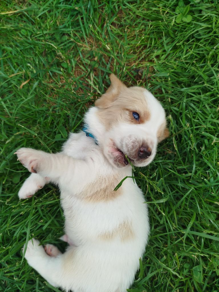 Des Contrées Alpines - Chiots disponibles - Basset Hound