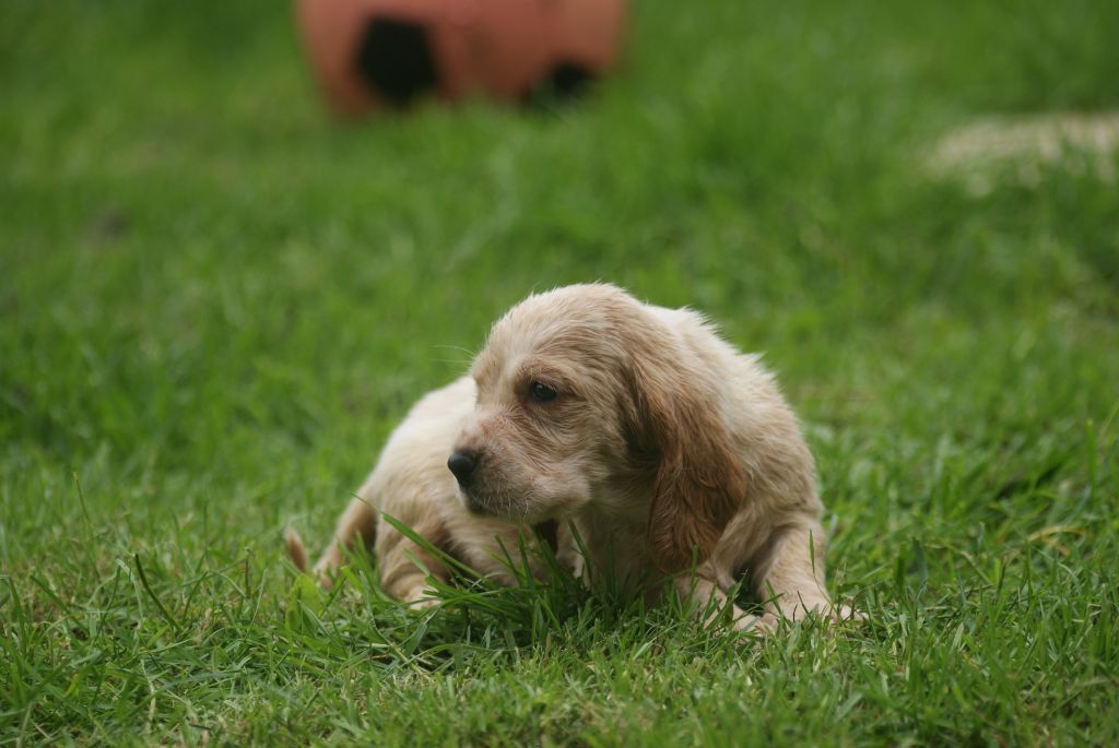 Des Contrées Alpines - Chiots disponibles - Basset Hound