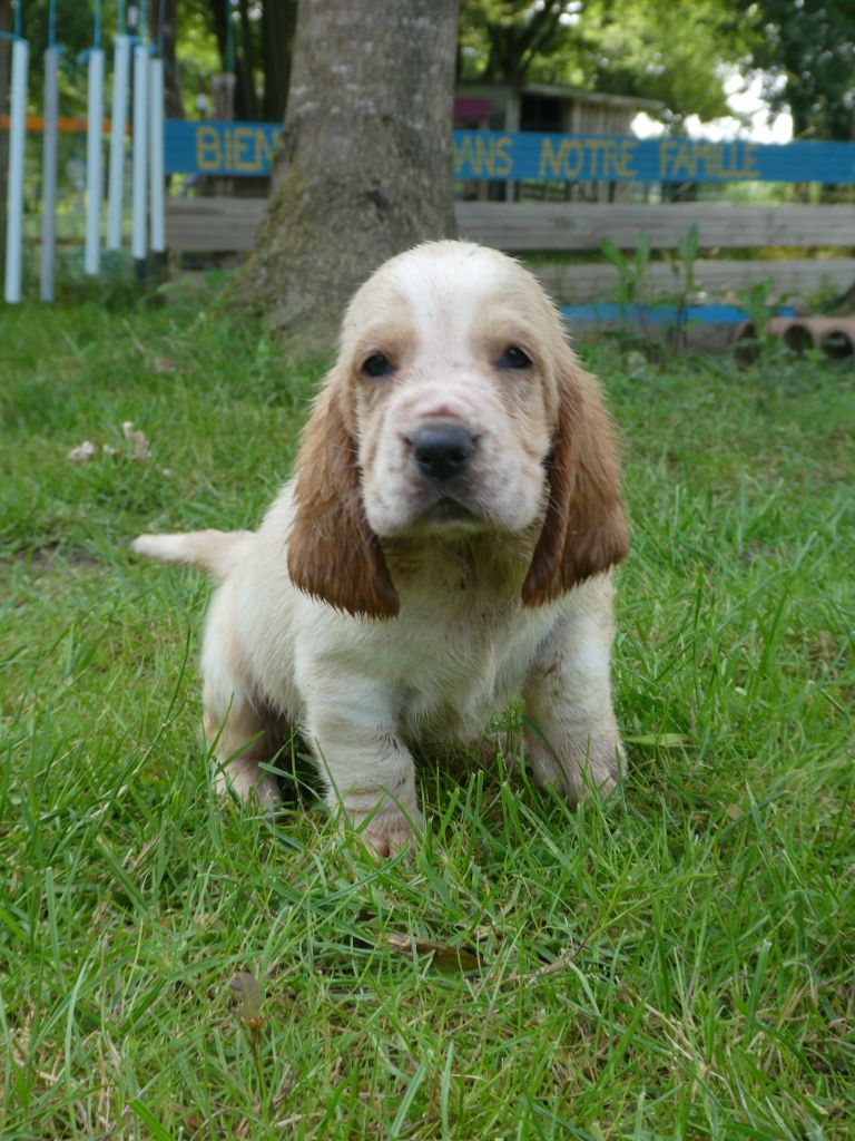 Des Contrées Alpines - Chiots disponibles - Basset Hound