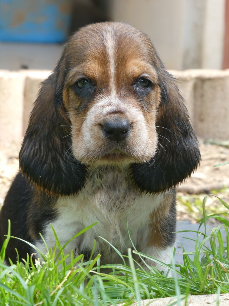Des Contrées Alpines - Chiots disponibles - Basset Hound